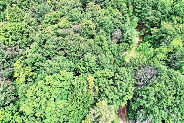 a view of a lush green forest