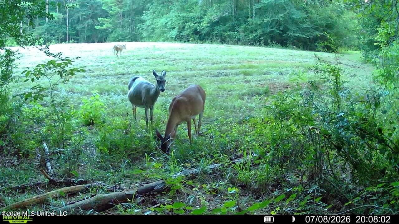 235 Woodrow Martin Road Brandon, MS 39042 - Photo 11 of 36 IMG_0852
