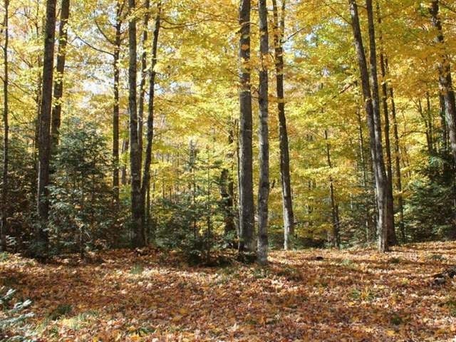7750 Indian Shrs Road, Unit 217 Woodruff, WI 54568 - Photo 12 of 20 Gallery Image 12