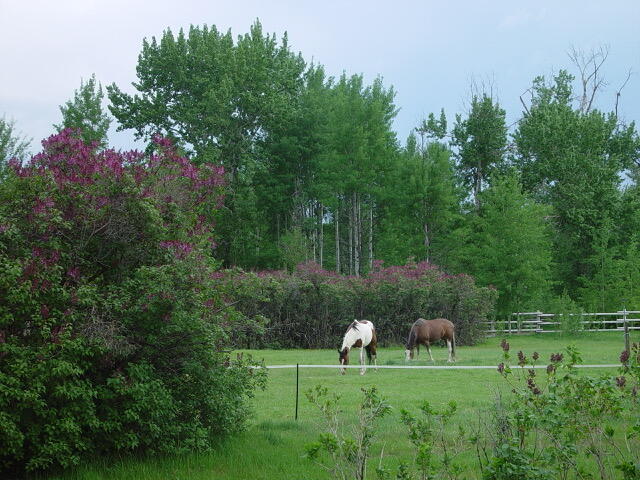 342 Broadford Road Blaine County, ID 83313 - Photo 19 of 32 spring colors