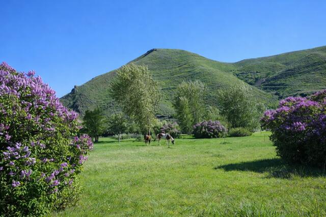 342 Broadford Road Blaine County, ID 83313 - Photo 20 of 32 Horses grazing with mountain backdrop