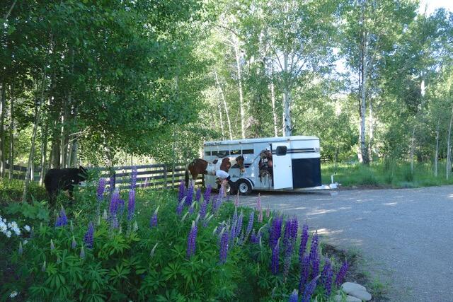 342 Broadford Road Blaine County, ID 83313 - Photo 24 of 32 spring annuals