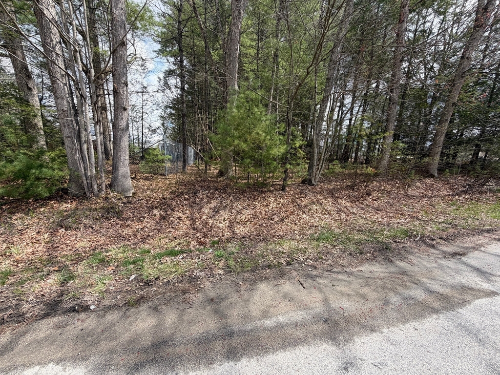 196 Old Webster Road Oxford, MA 01540 - Photo 6 of 6 a view of a forest with trees in the background