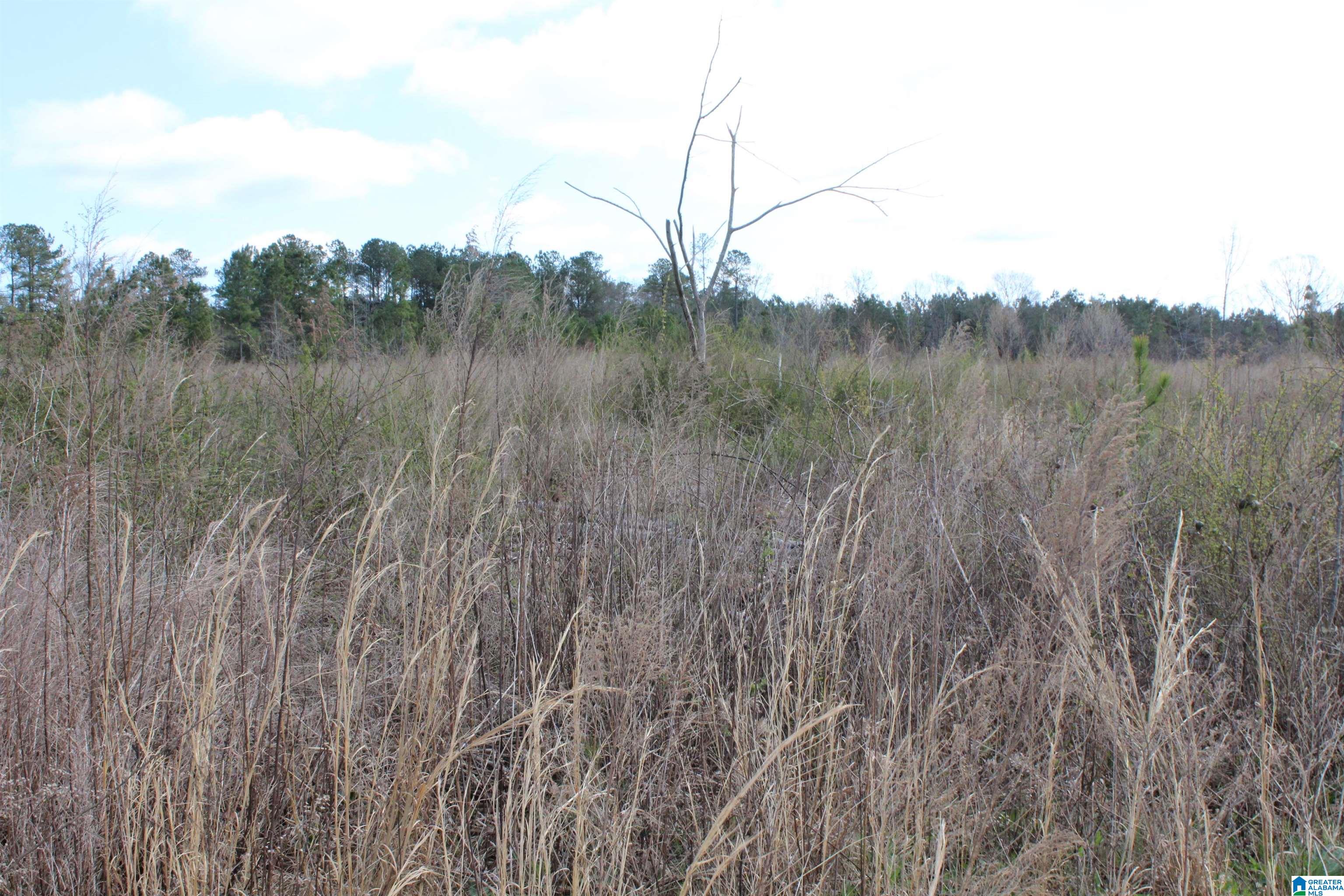 518 County Road, Unit 33 859ACRES Woodland, AL 36280 - Photo 2 of 32