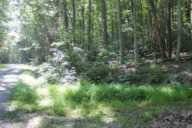 19815 Blue Hole Road Criders, VA 22820 - Photo 4 of 14 Gallery Image 4