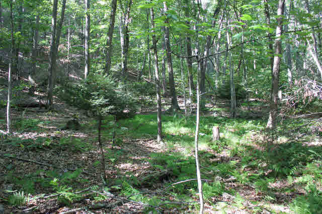 19815 Blue Hole Road Criders, VA 22820 - Photo 9 of 14 Gallery Image 9