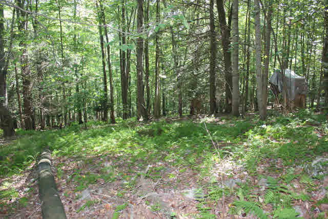 19815 Blue Hole Road Criders, VA 22820 - Photo 10 of 14 Gallery Image 10