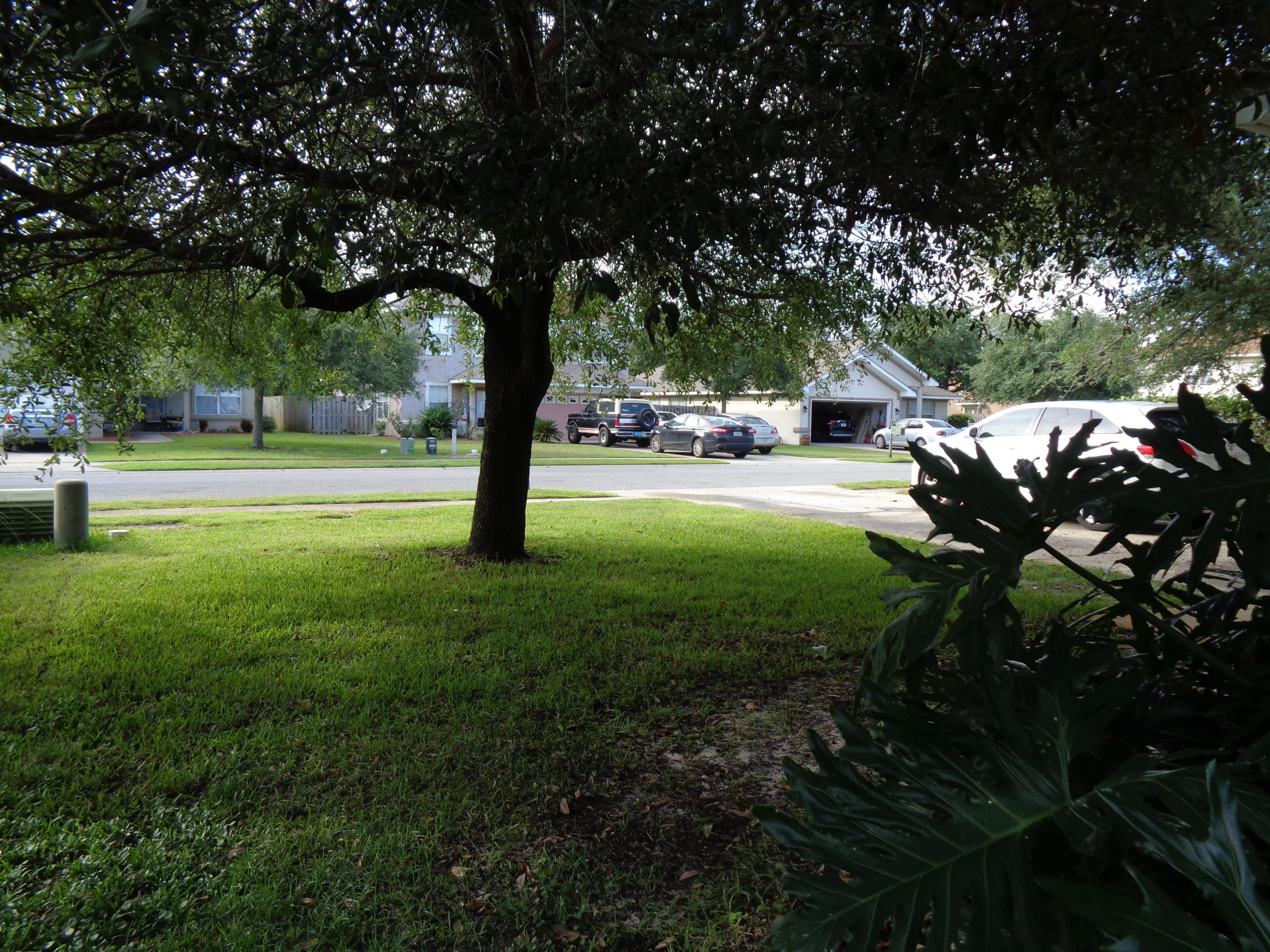 front yard