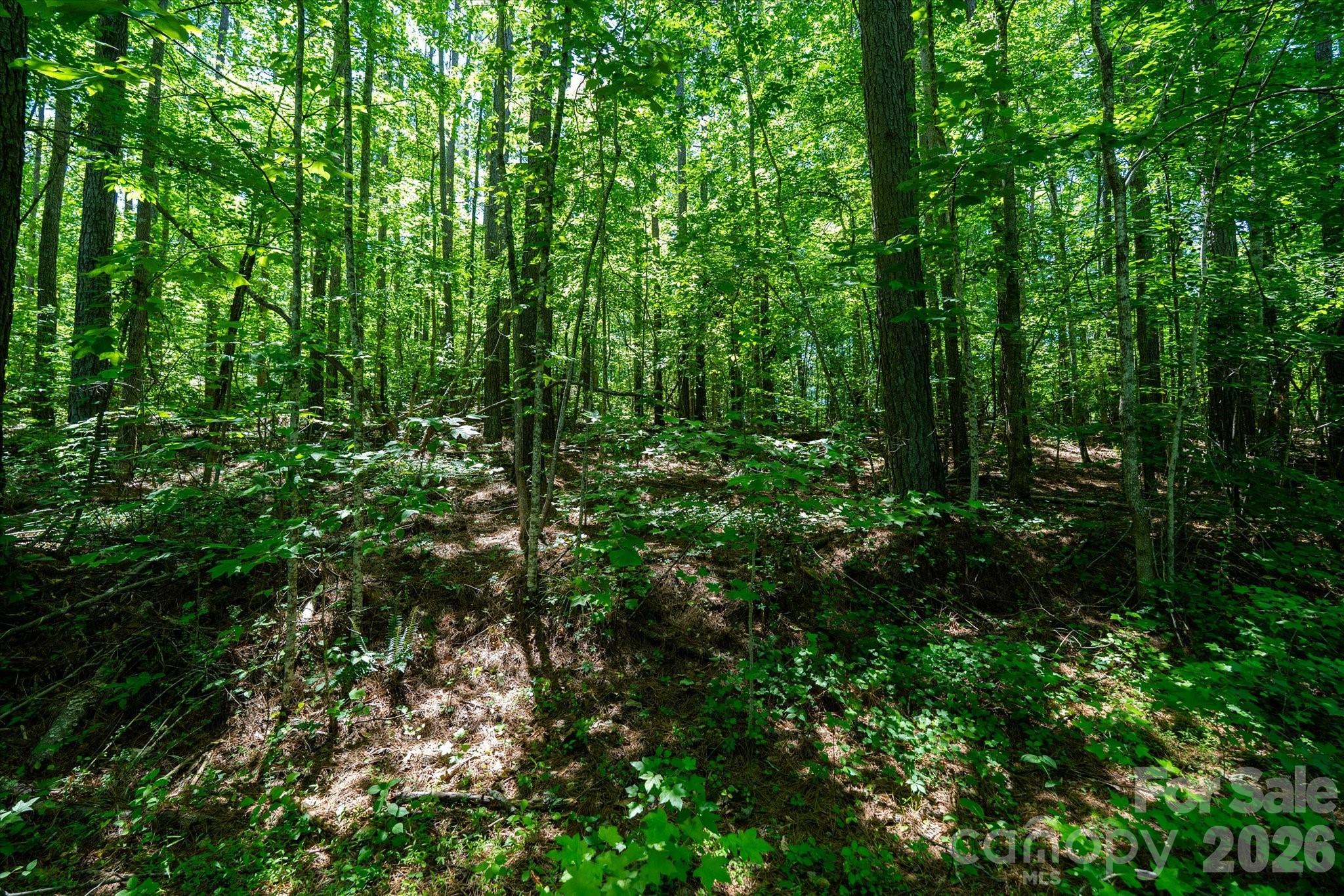 99999 Tryon Road Rutherfordton, NC 28139 - Photo 8 of 25
