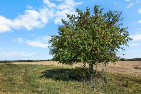 $300,000 | Lot 3 Dividing Ridge Road, Monticello, WI 53570