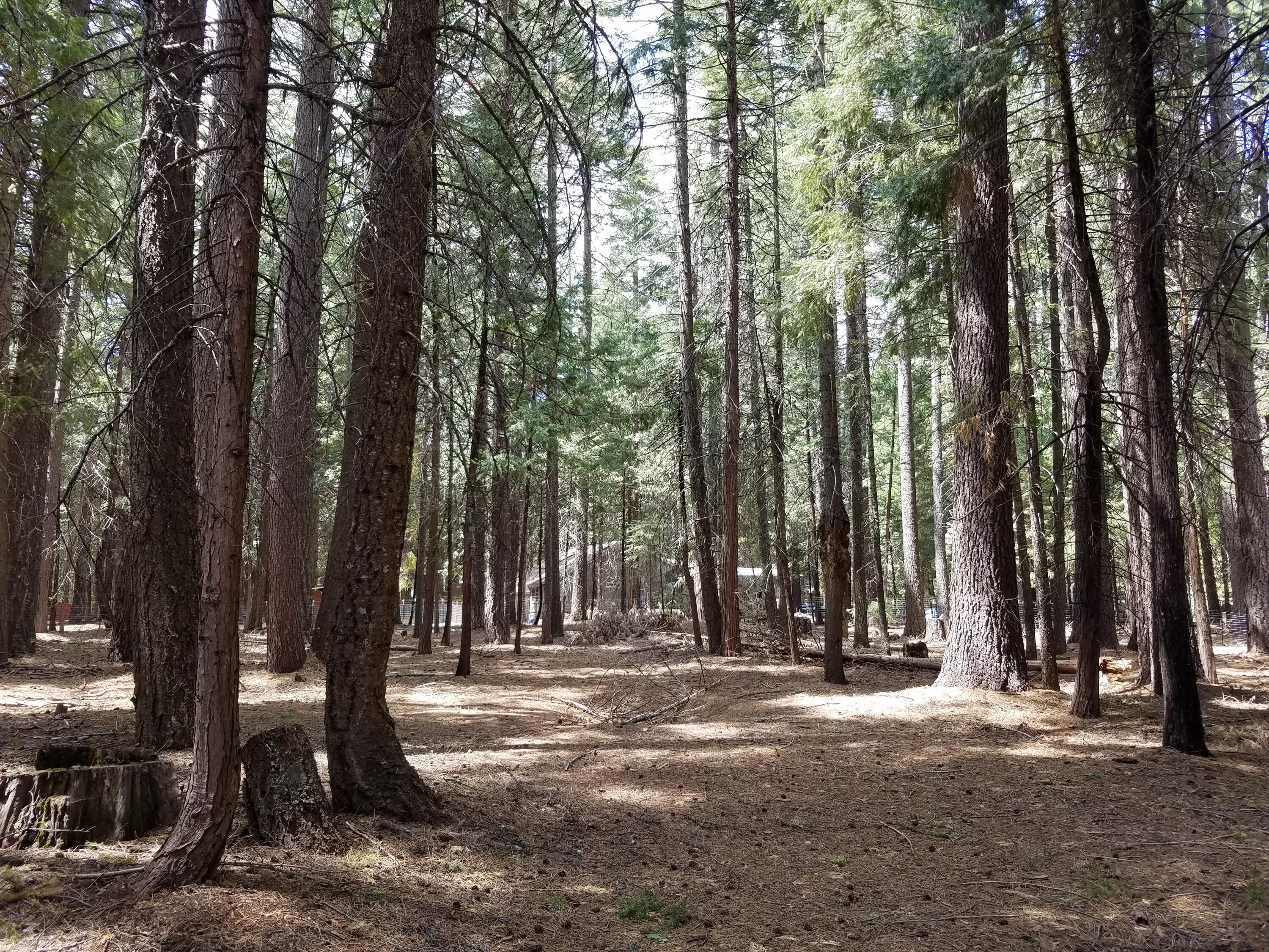 9340 Thatcher Mill Road Shingletown, CA 96088 - Photo 24 of 32 a view of outdoor space with lots of trees