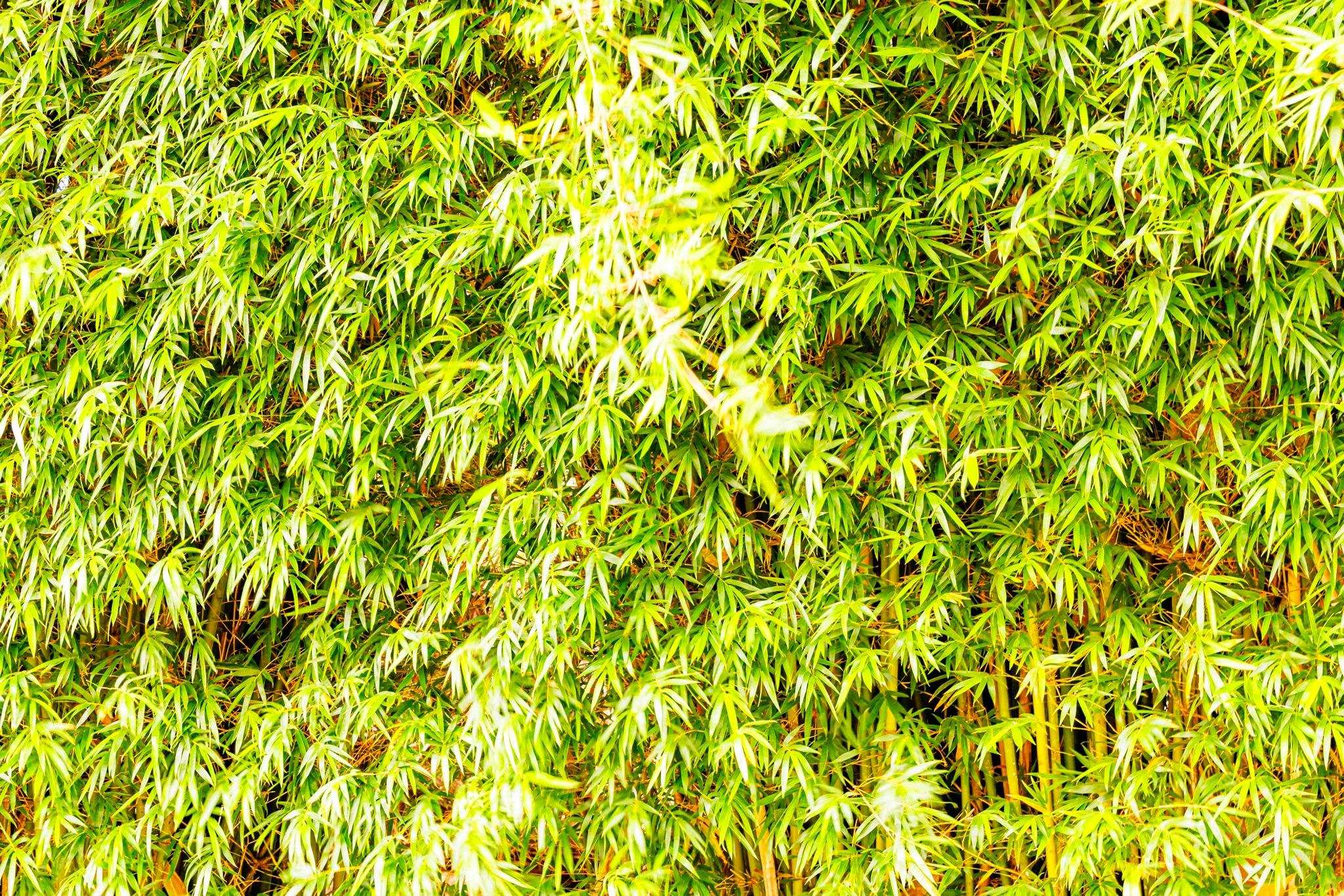 3446 Omaopio Road Kula, HI 96790 - Photo 40 of 49