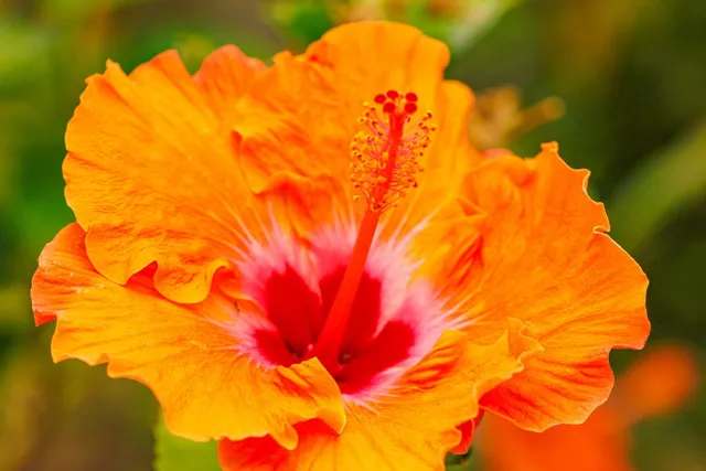 $2,995,000 | 3446 Omaopio Road, Kula, HI 96790