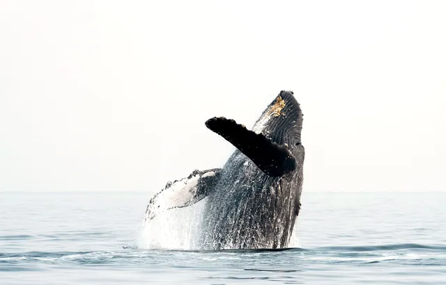 $2,995,000 | 3446 Omaopio Road, Kula, HI 96790