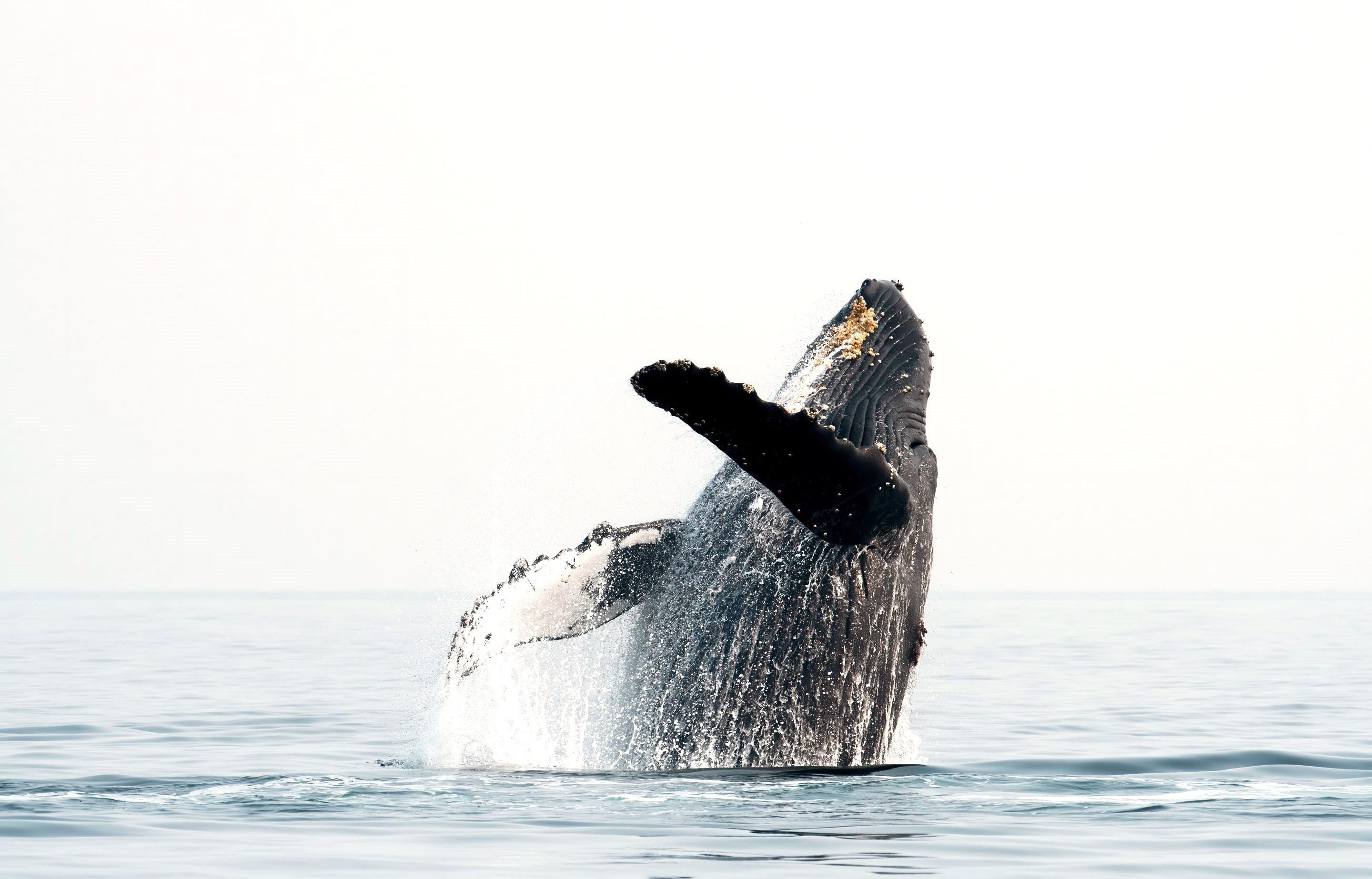 3446 Omaopio Road Kula, HI 96790 - Photo 48 of 49