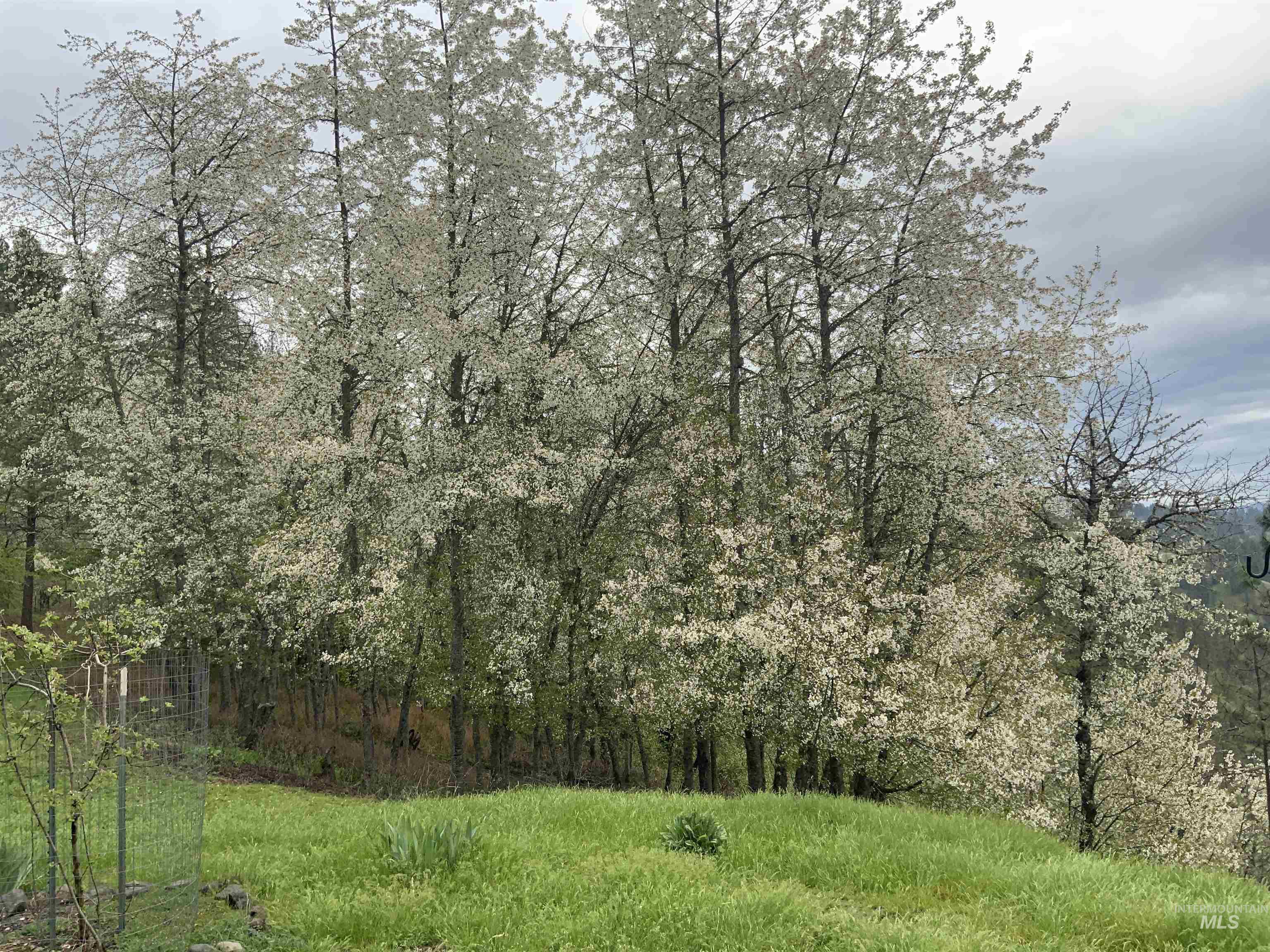 809 River Pointe Lane Lenore, ID 83541 - Photo 41 of 43 View of nature