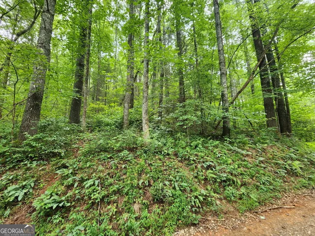 a lush green forest with lots of trees