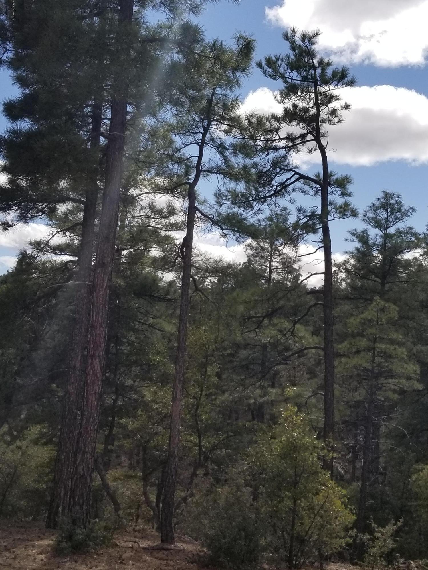 1050 High Valley Ranch Road Prescott, AZ 86303 - Photo 10 of 31 a view of a forest of a tree