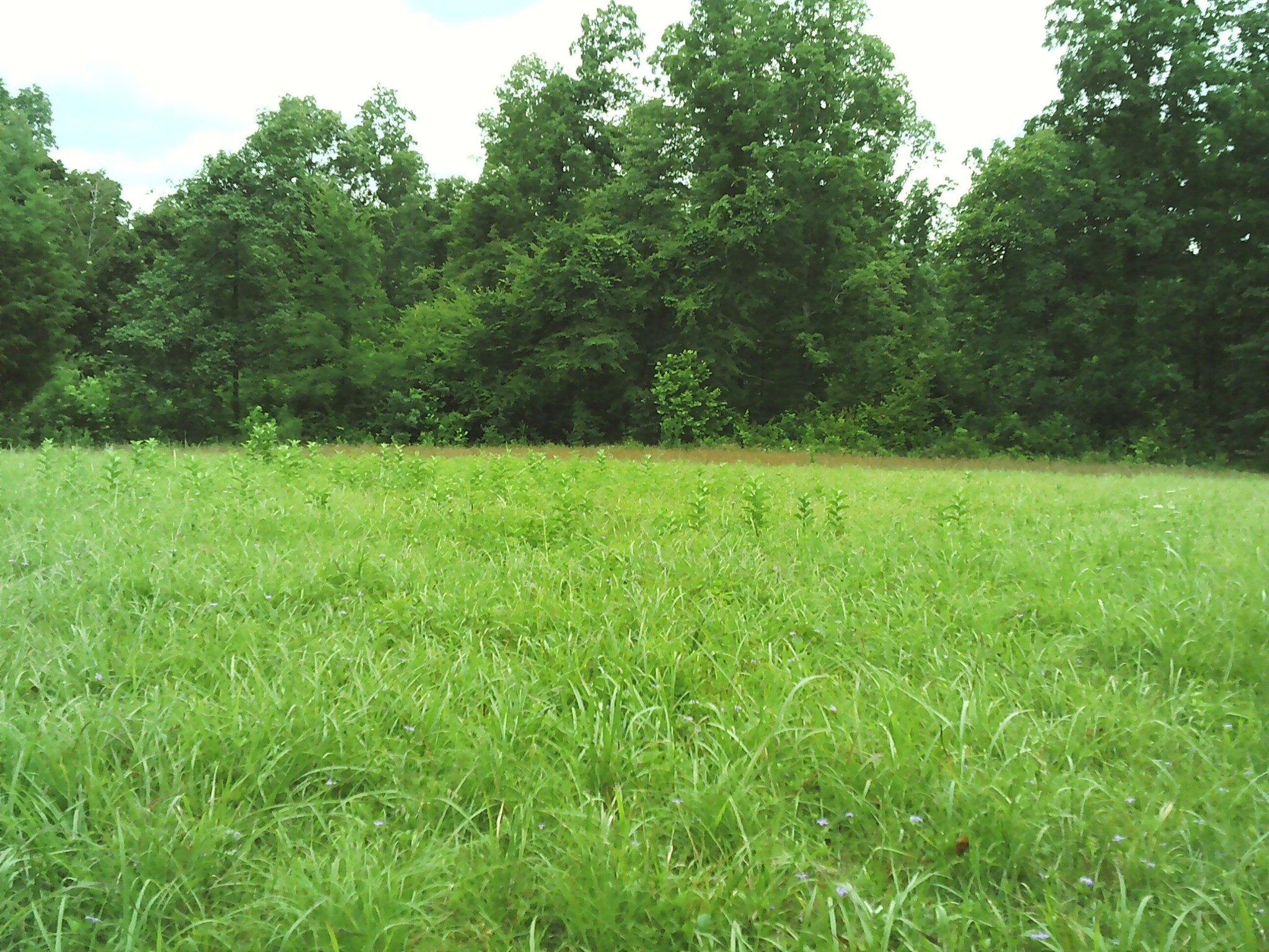 0 Bumpus Mills Road Dover, TN 37058 - Photo 2 of 3 Gallery Image 2
