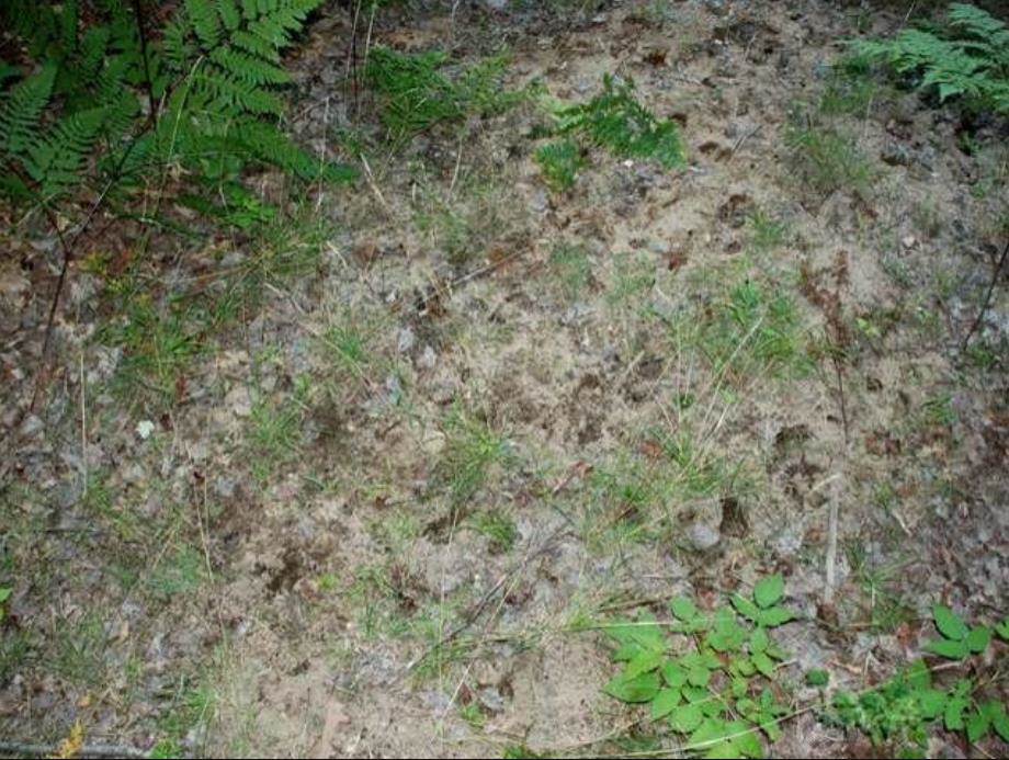 40-acres Sugar River Road Gladwin, MI 48624 - Photo 11 of 33