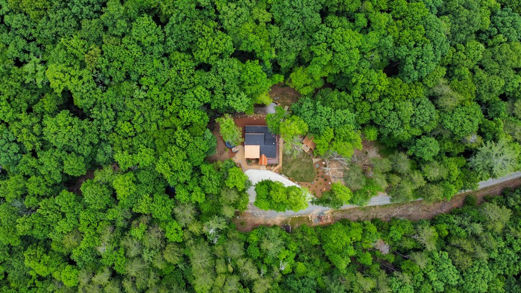 17 Emmaus Walk Blue Ridge, GA 30513 - Photo 59 of 59 a view of a garden with plants and large trees