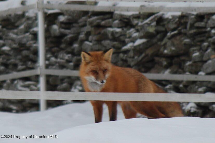 6509 State Rte 2012 Union Dale, PA 18470 - Photo 76 of 91 Nature