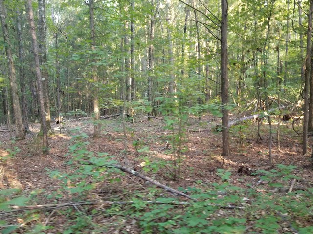 1007 Hadley Road Pine Mountain, GA 31822 - Photo 3 of 4 Gallery Image 3
