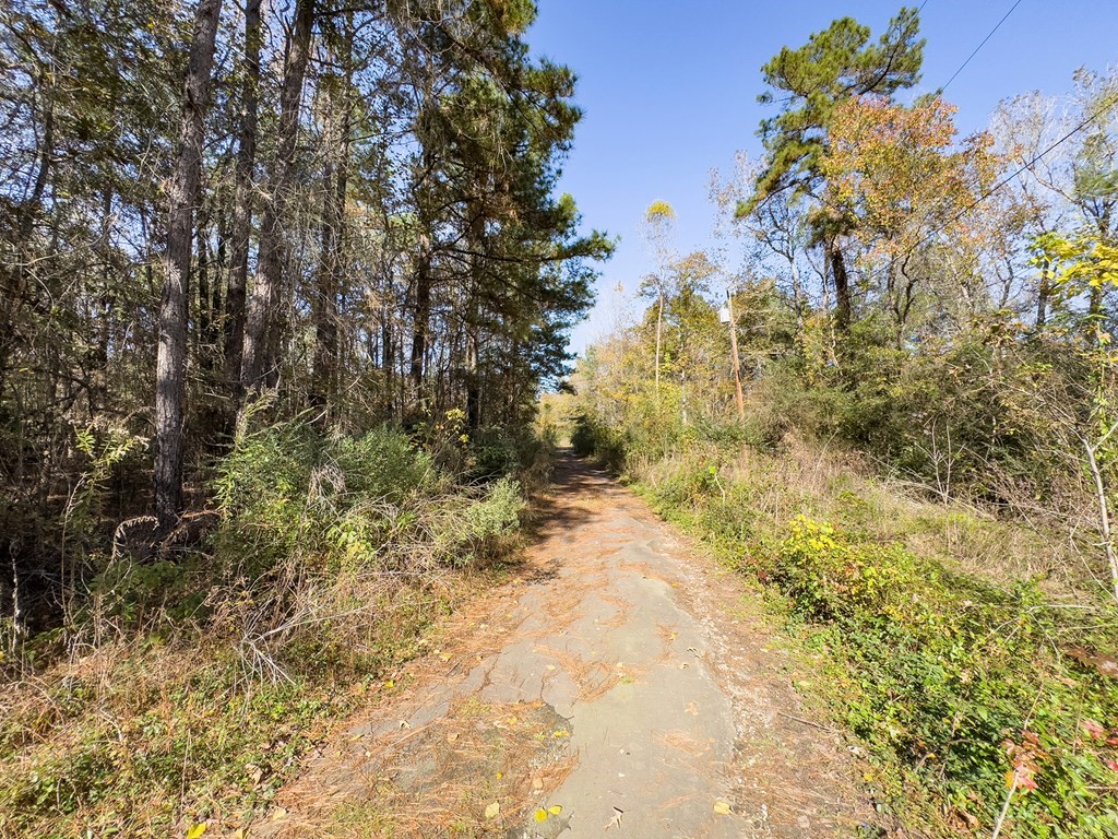 R81455 West Walnut Street Huntington, TX 75949 - Photo 5 of 6 a view of a yard with large trees