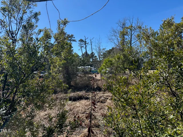 a view of a yard with plants and large trees