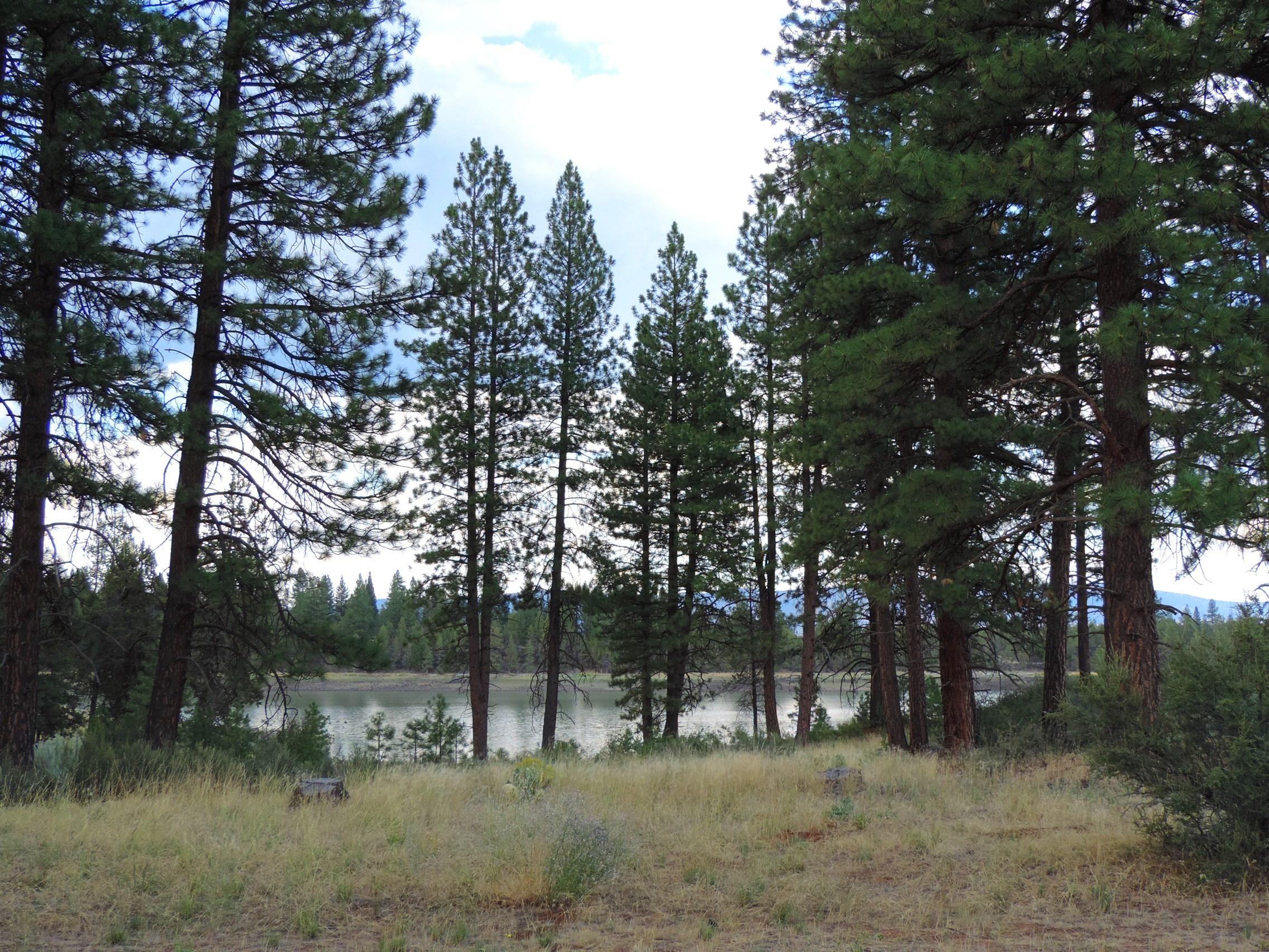 4800 Co Road Adin, CA 96006 - Photo 4 of 27 a view of outdoor space with lots of trees