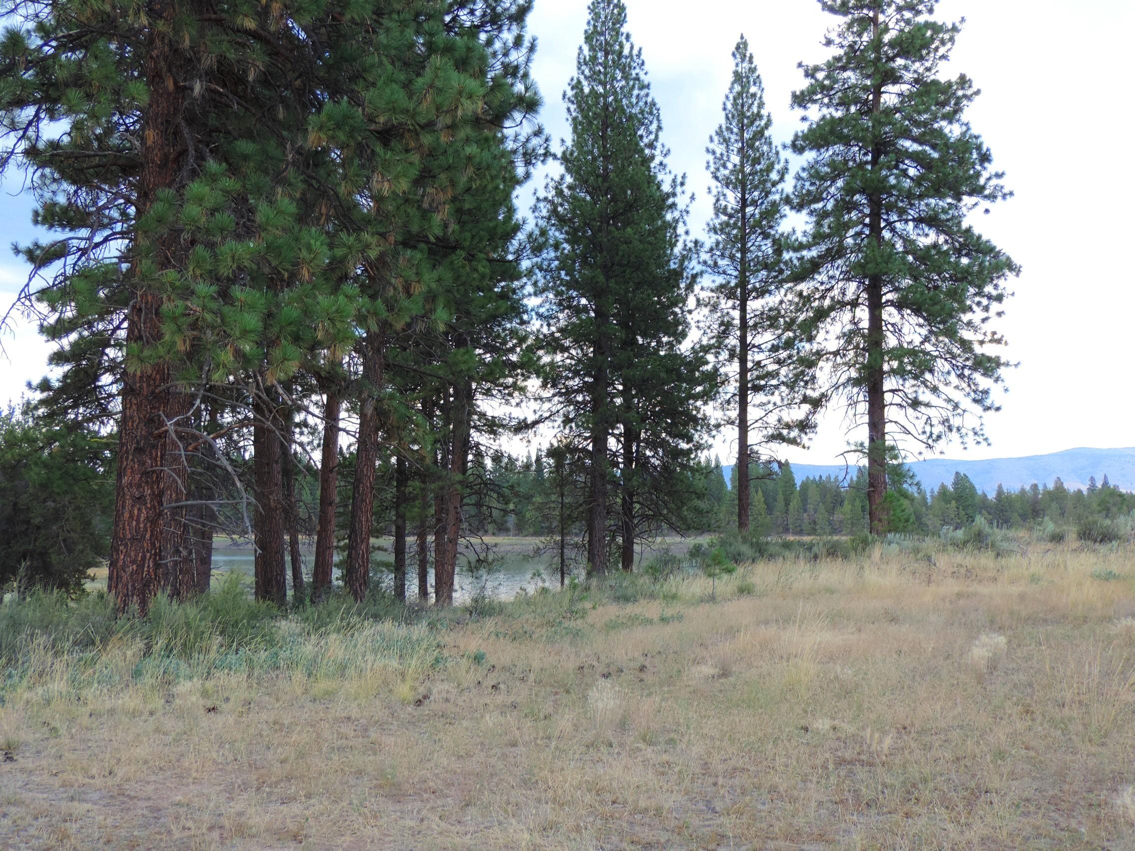 4800 Co Road Adin, CA 96006 - Photo 8 of 27 a backyard of a house with lots of trees