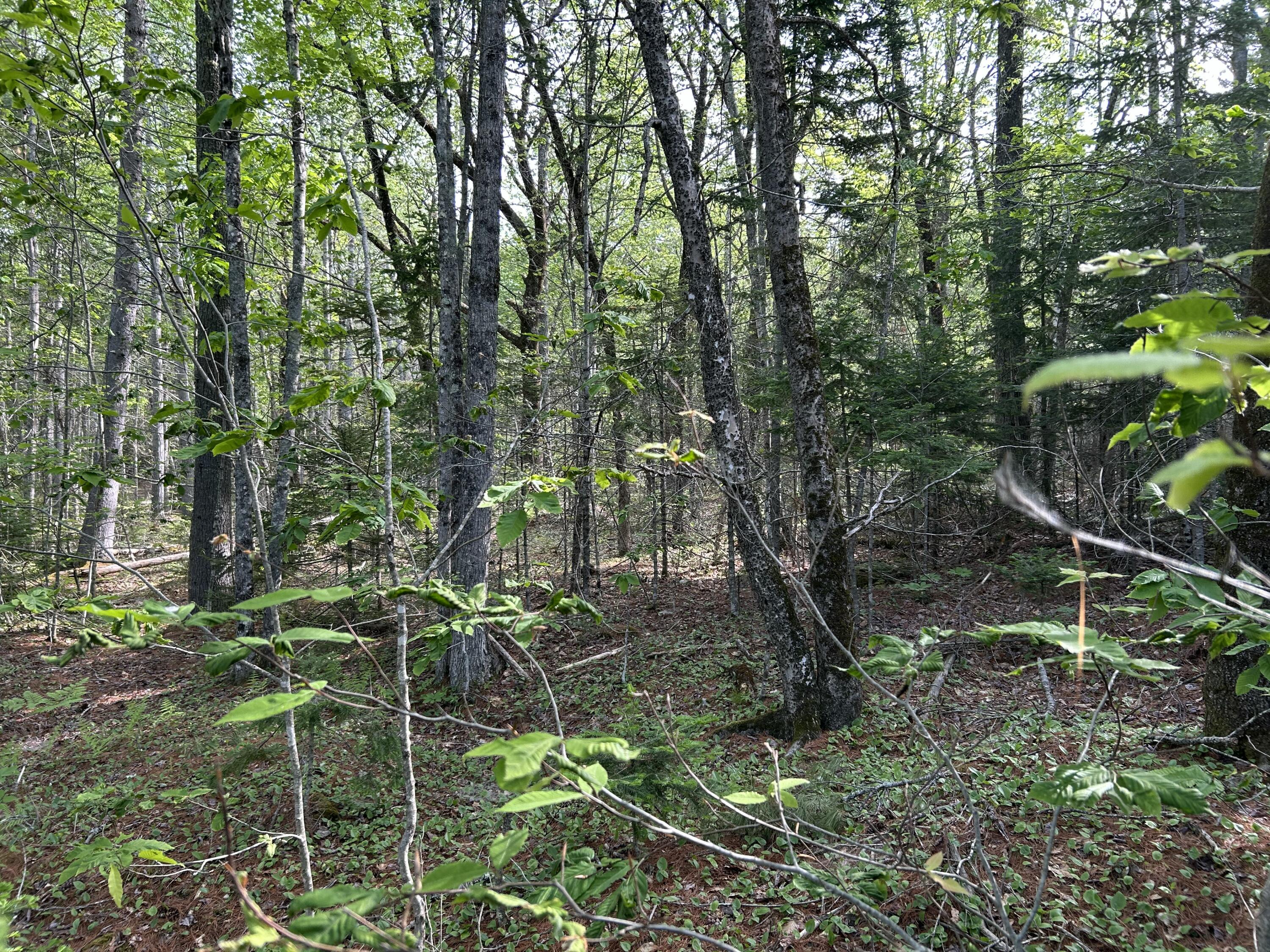 M5-l16 Clark Road Prospect, ME 04981 - Photo 23 of 45 IMG_8775