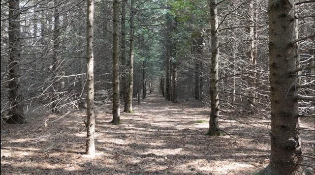 Lot 6 Wildwood Road Ellison Bay, WI 54210 - Photo 4 of 55
