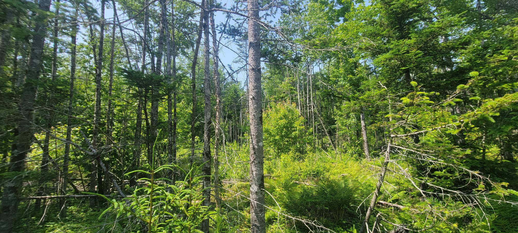 Lot 84 Duck Cove Road Roque Bluffs, ME 04654 - Photo 6 of 24 20230712_132908