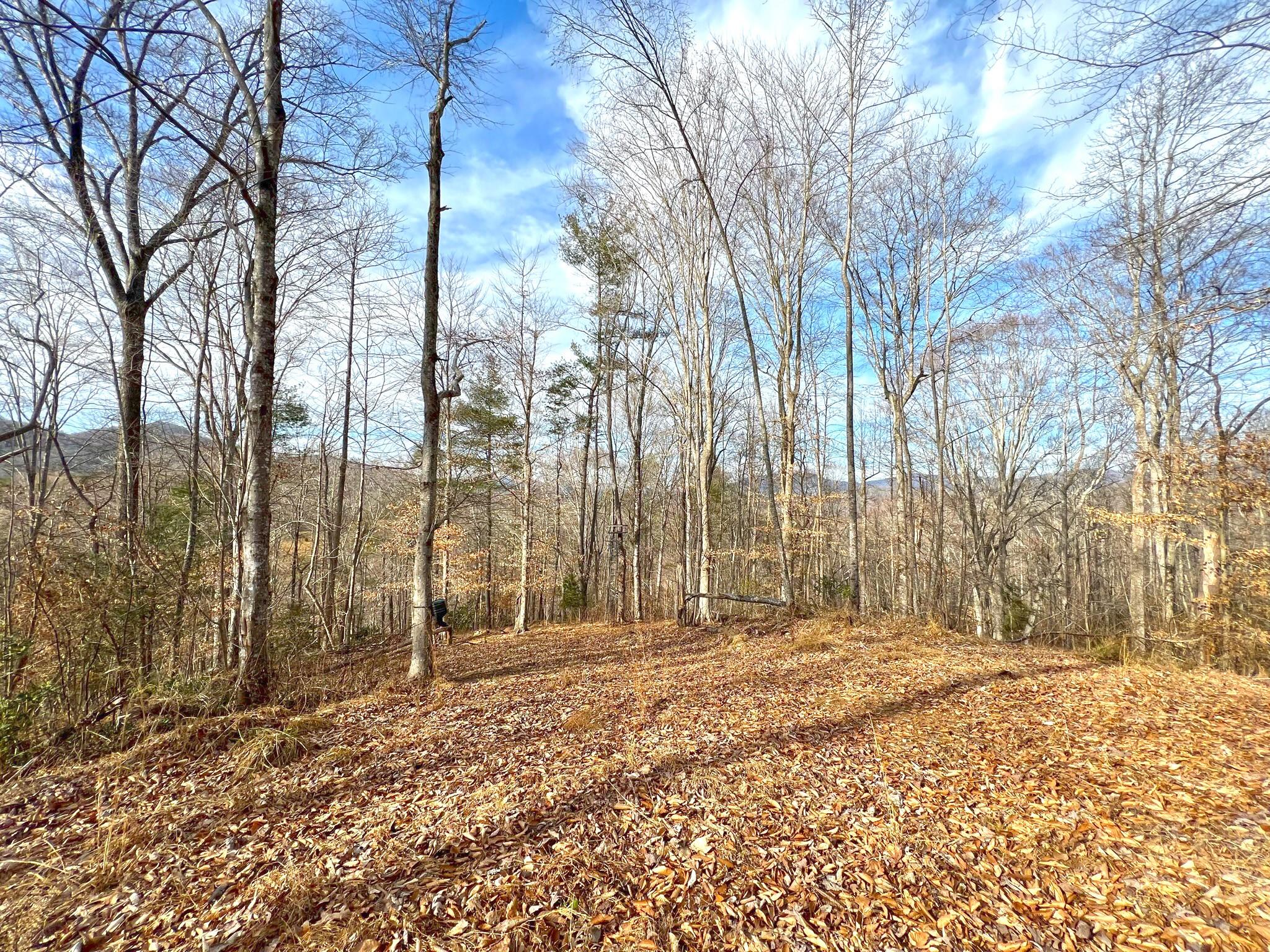 Tbd Anderson Branch Road Marshall, NC 28753 - Photo 13 of 20 a backyard of a house with trees