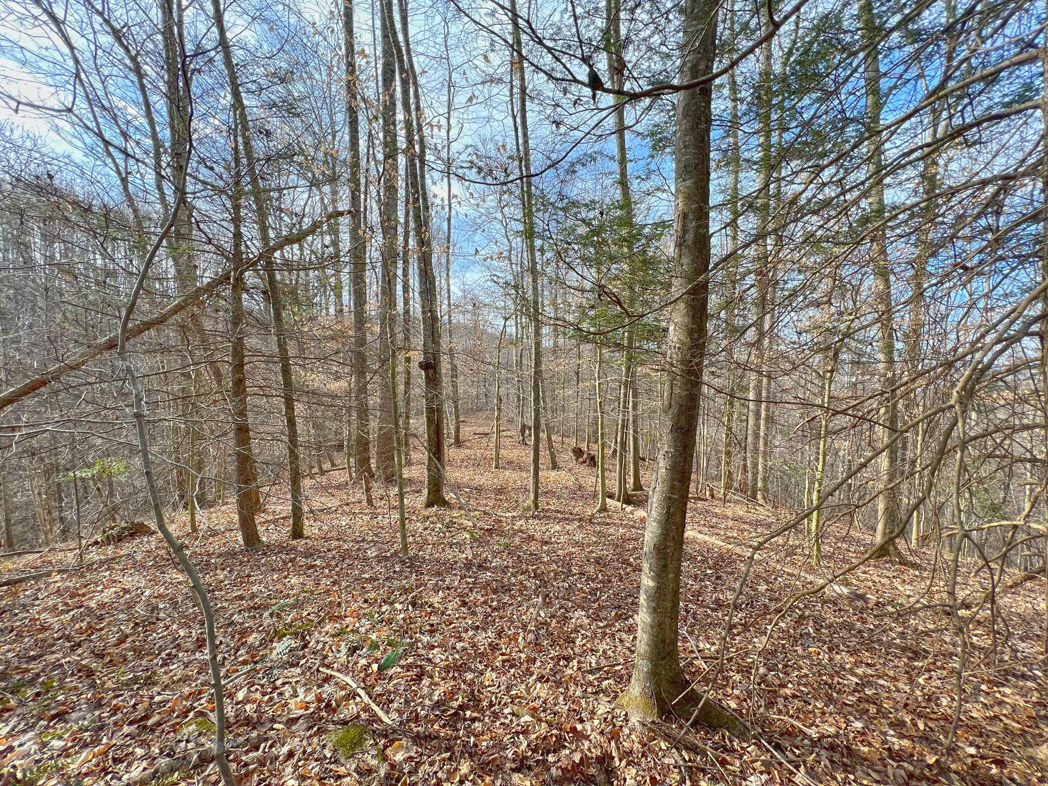 Tbd Anderson Branch Road Marshall, NC 28753 - Photo 7 of 20 a backyard of a house with lots of green space
