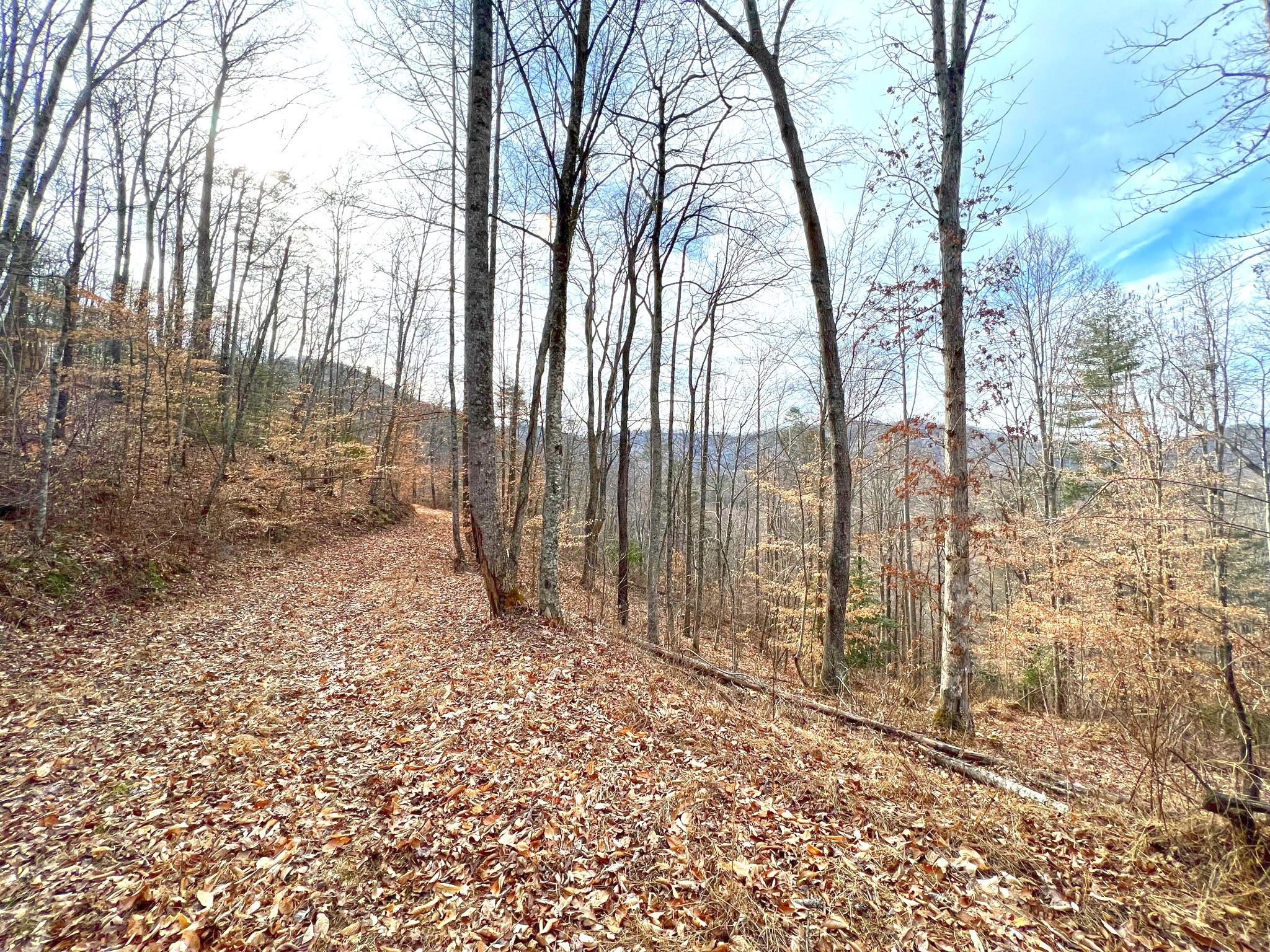 Tbd Anderson Branch Road Marshall, NC 28753 - Photo 8 of 20 a view of a yard with trees