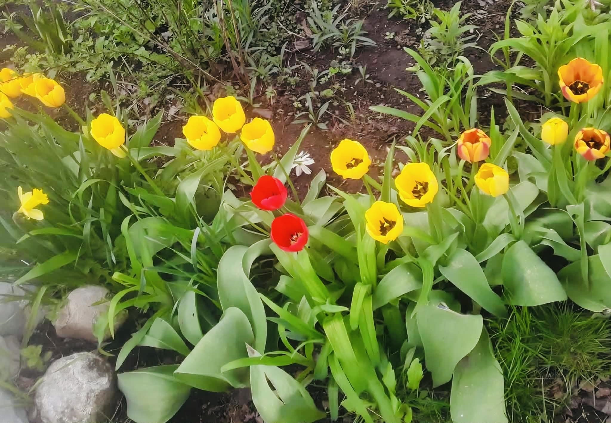 16 Jefferson Avenue Lunenburg, VT 05906 - Photo 7 of 36