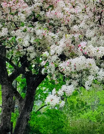 $274,900 | 16 Jefferson Avenue, Lunenburg, VT 05906