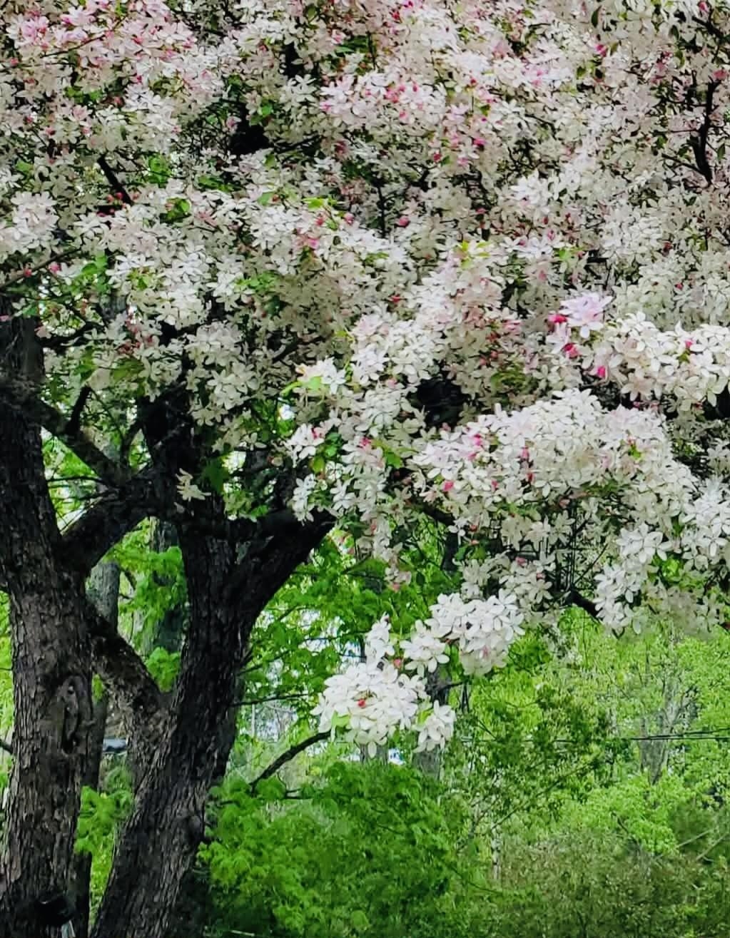 16 Jefferson Avenue Lunenburg, VT 05906 - Photo 9 of 36