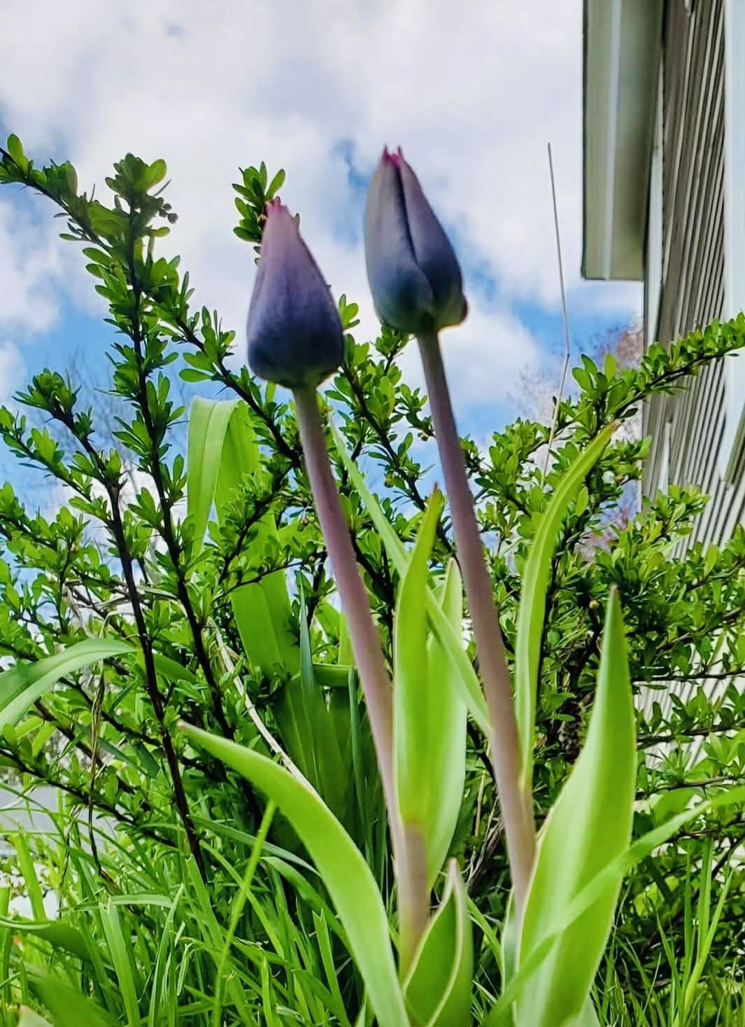 16 Jefferson Avenue Lunenburg, VT 05906 - Photo 10 of 36