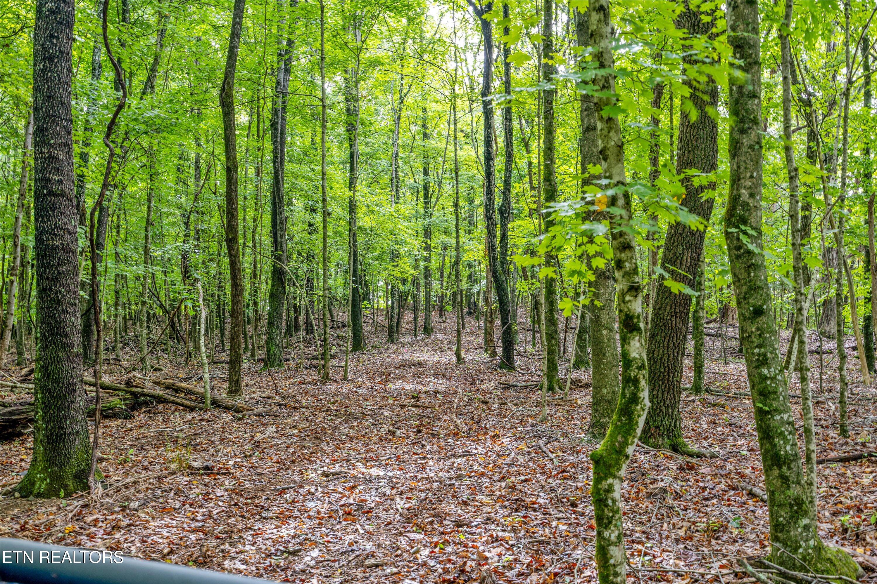 0 Sugarlimb Road Lenoir City, TN 37771 - Photo 4 of 13 11-Sugarlimb Rd03