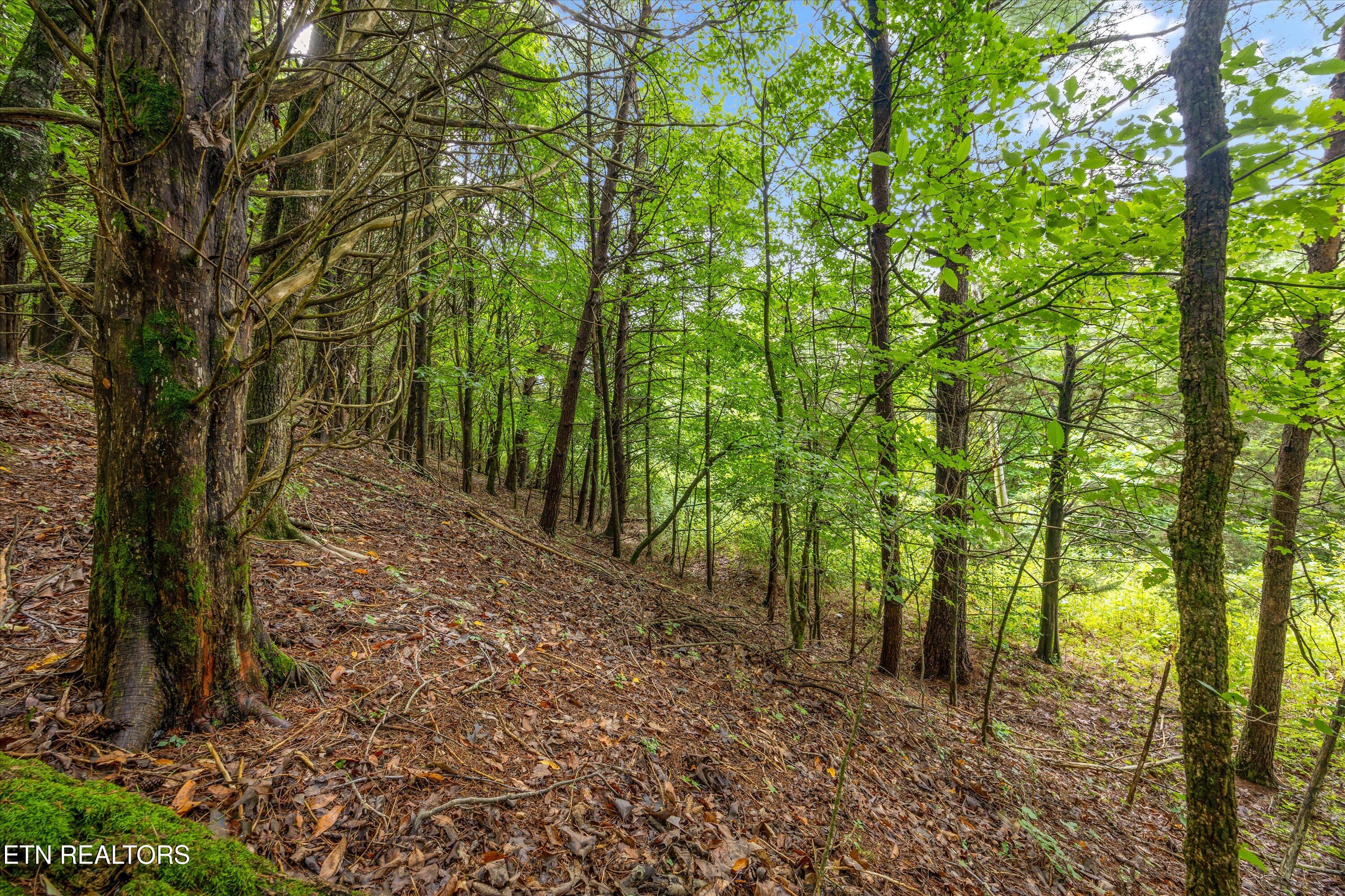0 Sugarlimb Road Lenoir City, TN 37771 - Photo 5 of 13 09-Sugarlimb Rd01