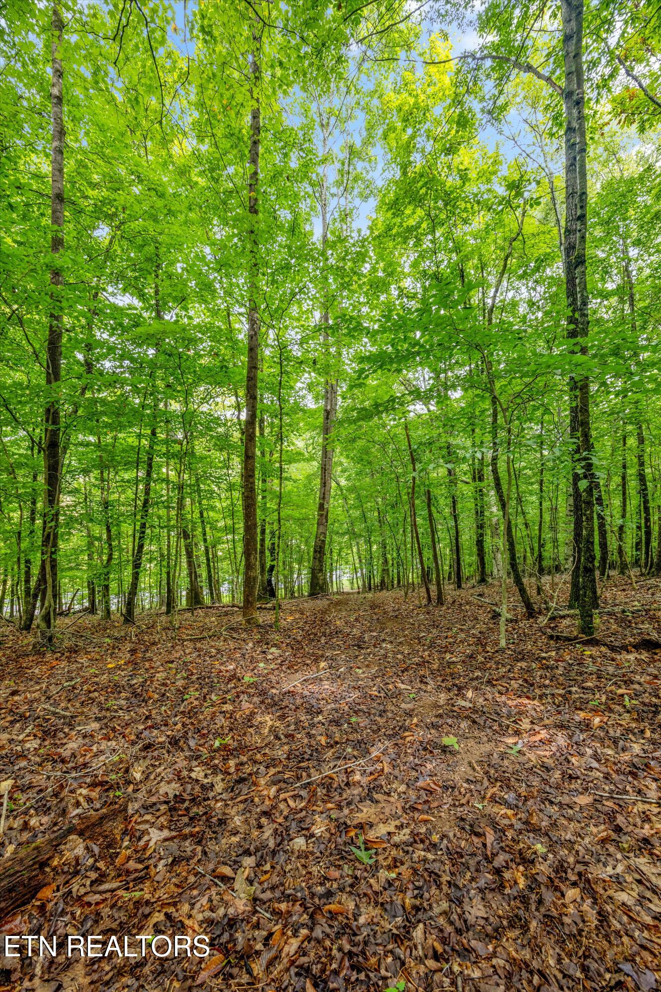 0 Sugarlimb Road Lenoir City, TN 37771 - Photo 6 of 13 10-Sugarlimb Rd02