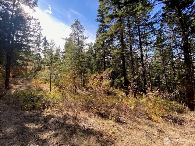 a view of a yard with a tree