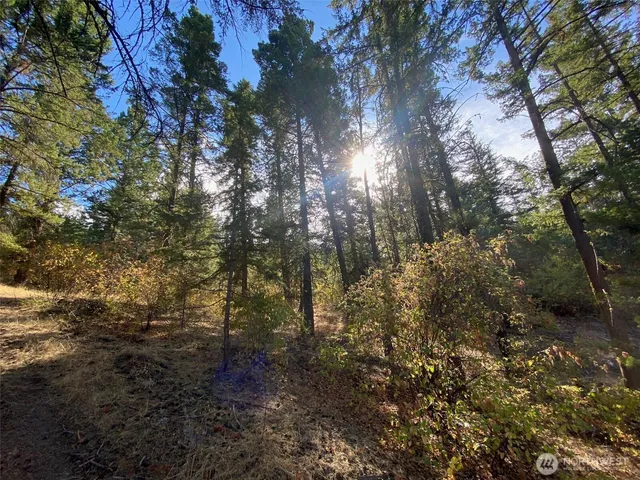 a view of a forest with lots of trees