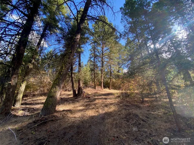 a view of tree outside the house