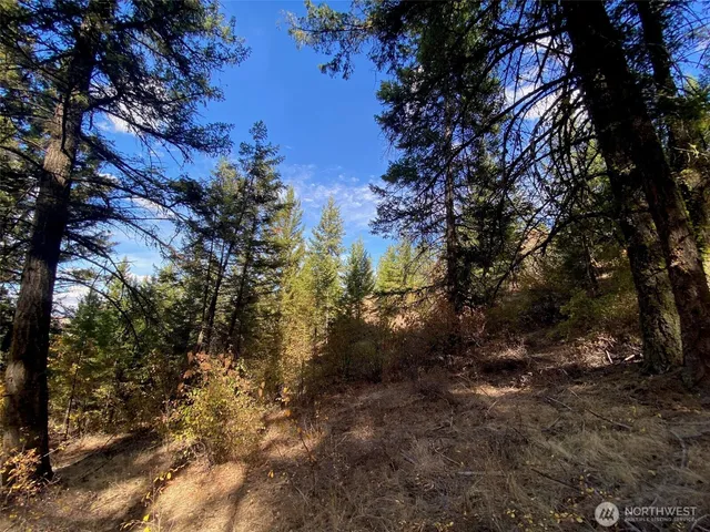 a view of a forest with lots of trees