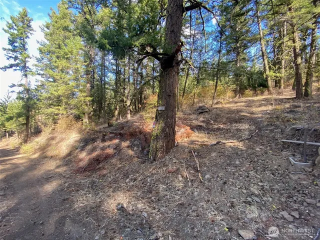 a view of backyard with trees