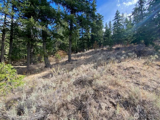 a view of a forest with trees in the background